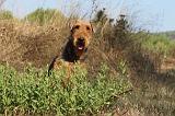 AIREDALE TERRIER 061